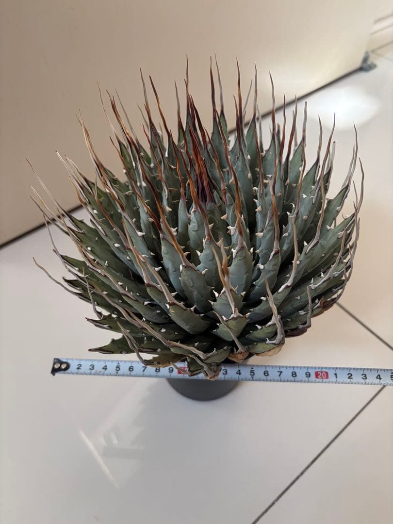 耐寒性アガベ エボリスピナ陽炎◇大株ユタエンシス　ドライガーデン多肉サボテン島