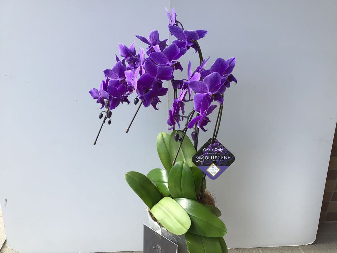 ①世界初の特別を贈ろう！フラワーオブ・ザ・イヤー受賞のブルー胡蝶蘭・ブルージーン