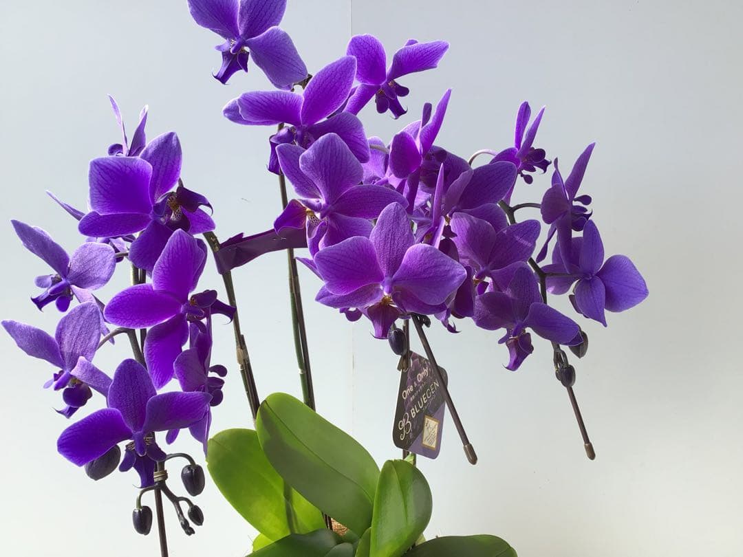 ①世界初の特別を贈ろう！フラワーオブ・ザ・イヤー受賞のブルー胡蝶蘭・ブルージーン