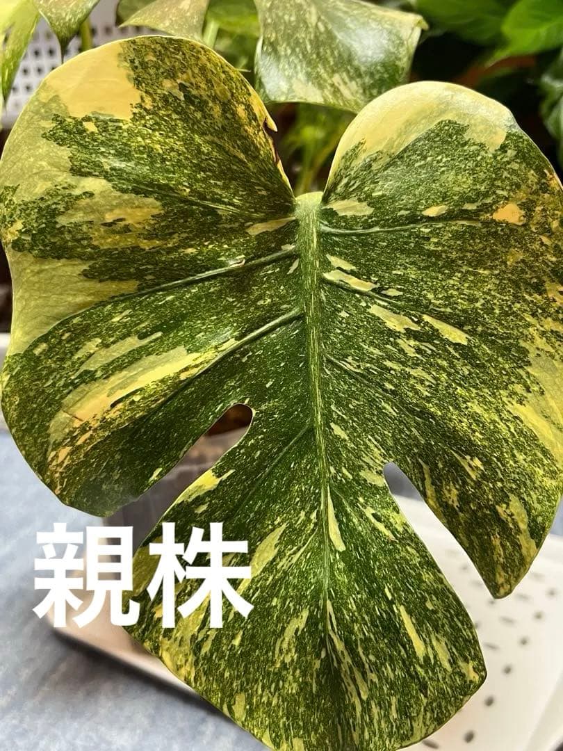 斑入りモンステラデリショーサレガシー