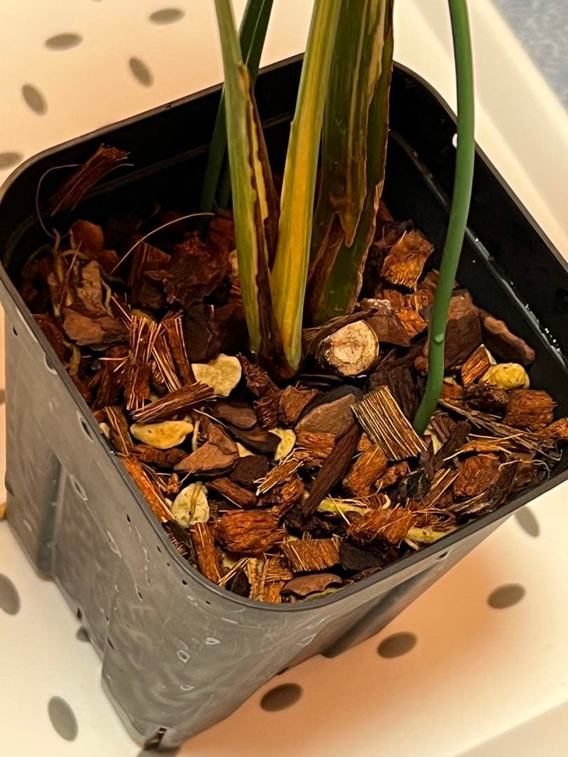 斑入りモンステラデリショーサレガシー