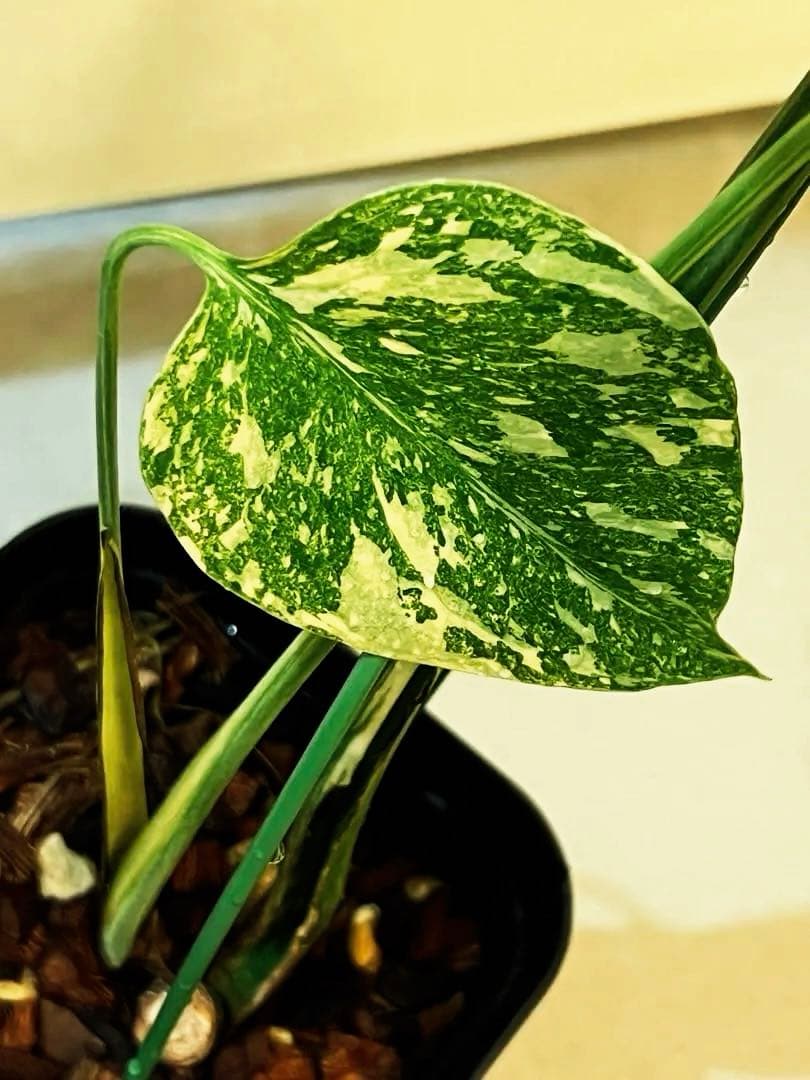 斑入りモンステラデリショーサレガシー