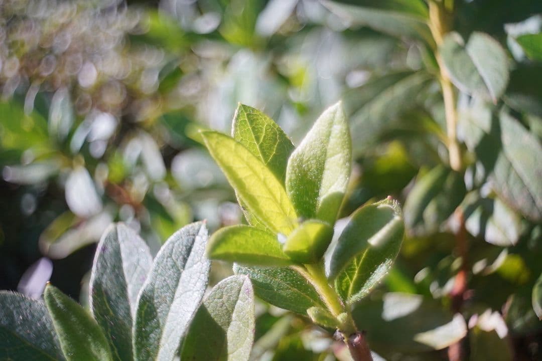 068_Kodak Anastigmat 15mm f 2.7 Cマウント