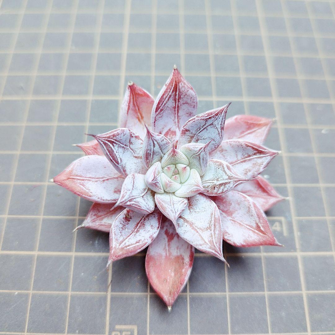 ペガサス◎多肉植物 カット苗 韓国苗 エケベリア等