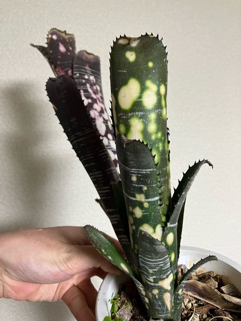 ブロメリア・エアープランツ B. 'Domingos Martins' Original Clone