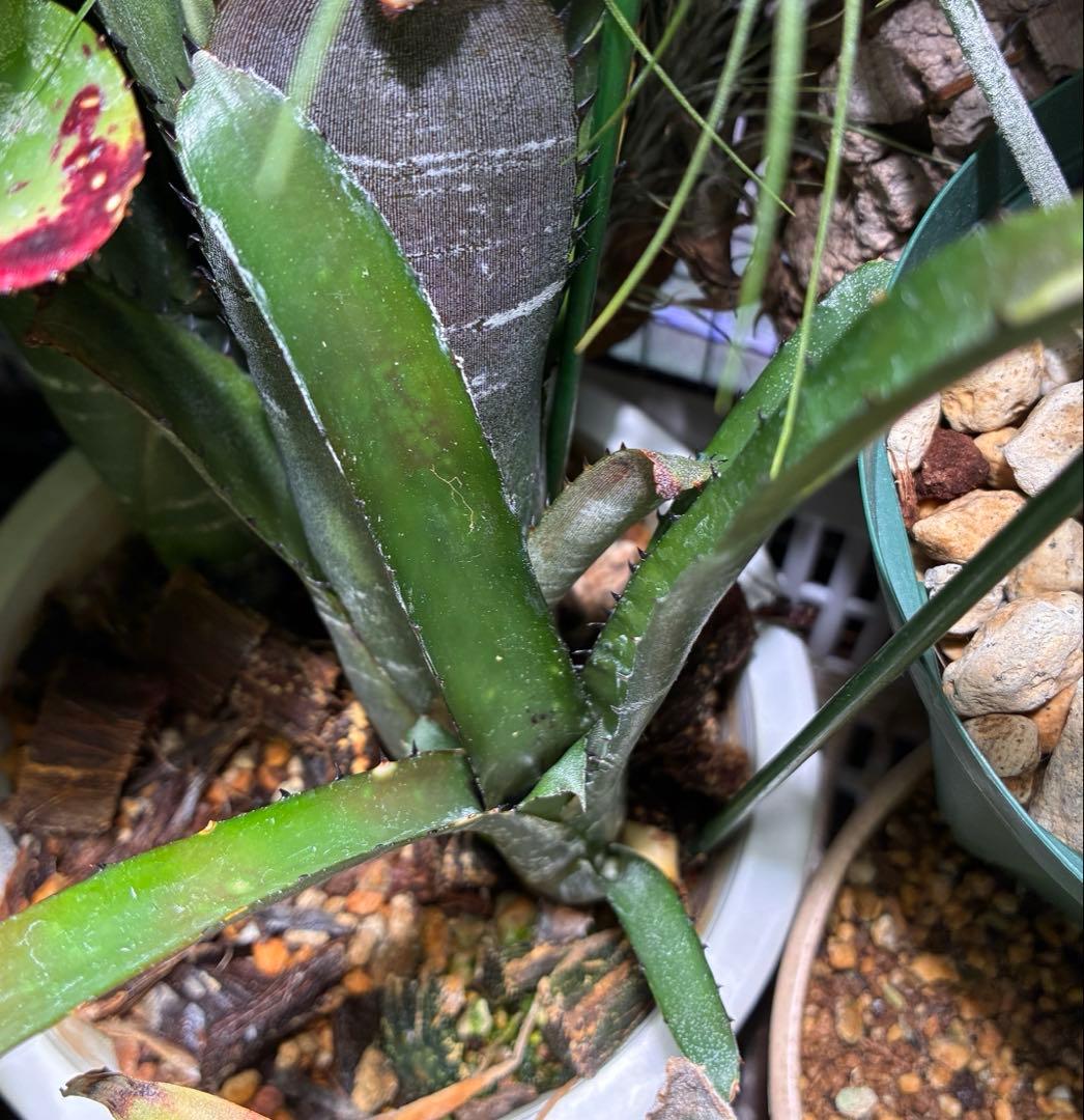 ブロメリア・エアープランツ B. 'Domingos Martins' Original Clone