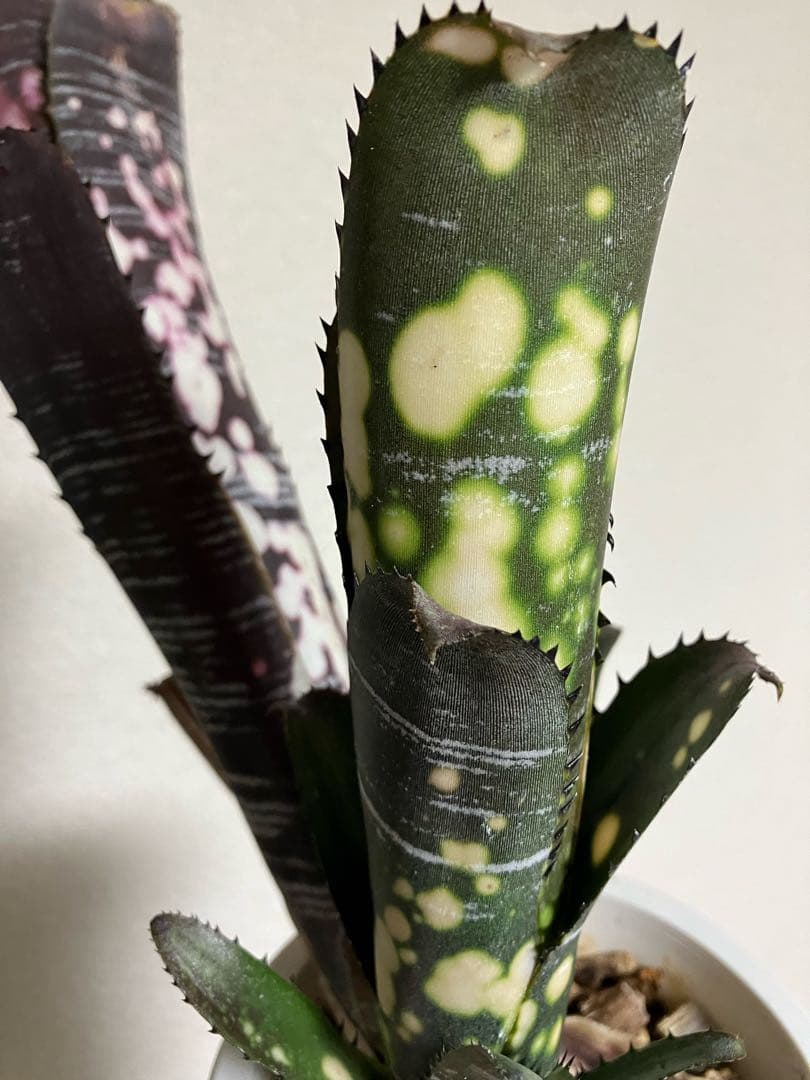 ブロメリア・エアープランツ B. 'Domingos Martins' Original Clone