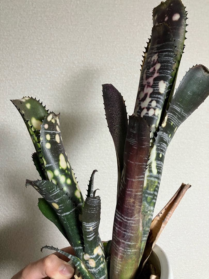 ブロメリア・エアープランツ B. 'Domingos Martins' Original Clone