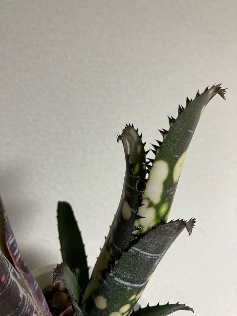 ブロメリア・エアープランツ B. 'Domingos Martins' Original Clone