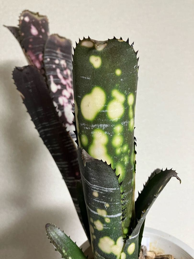 ブロメリア・エアープランツ B. 'Domingos Martins' Original Clone