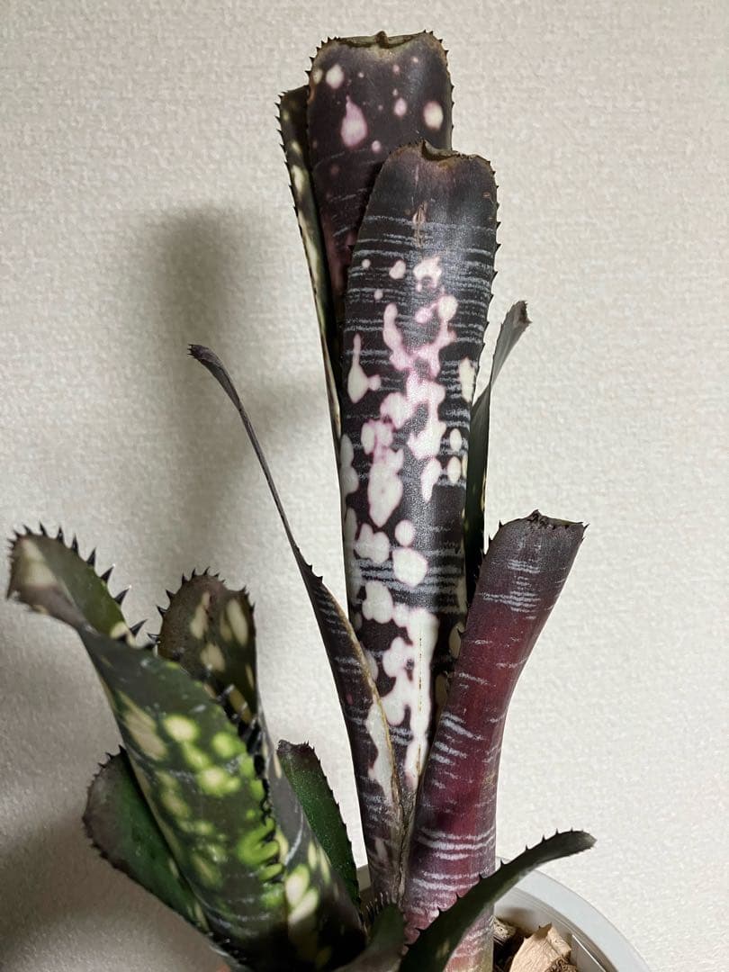 ブロメリア・エアープランツ B. 'Domingos Martins' Original Clone