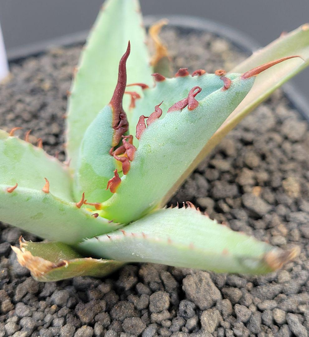 アガベ　エボリスピナ×BB（ブラック＆ブルー）ハイブリッド