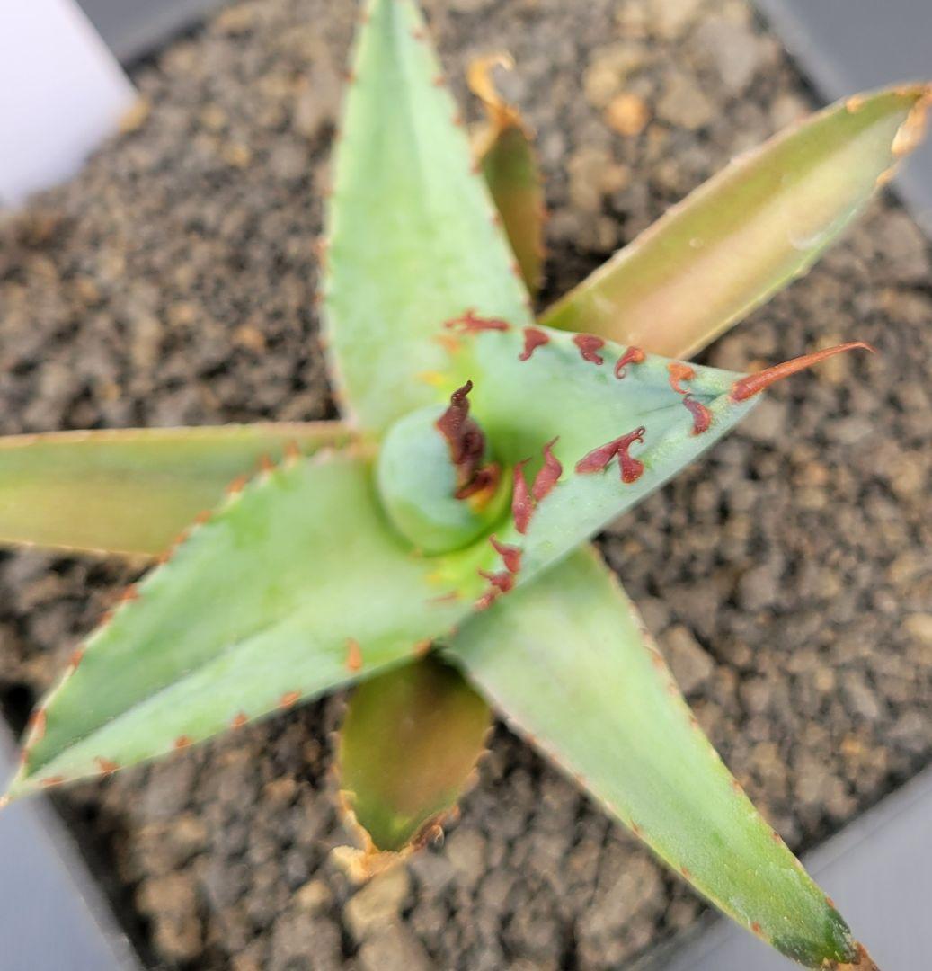 アガベ　エボリスピナ×BB（ブラック＆ブルー）ハイブリッド