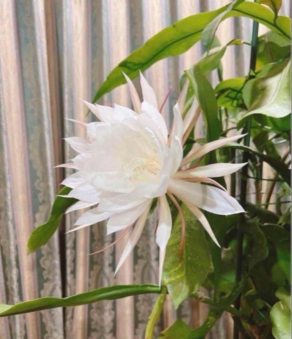 【超大株】月下美人：親株