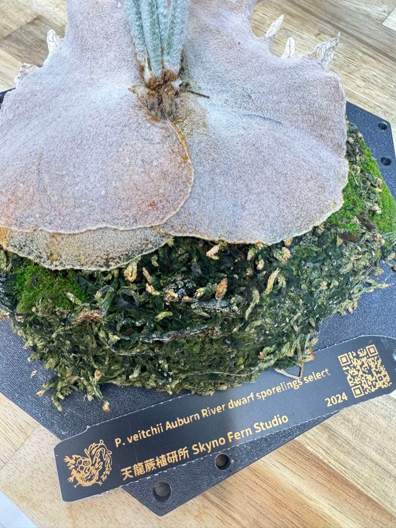 ビカクシダ veitchii Auburn  dwarf sp select