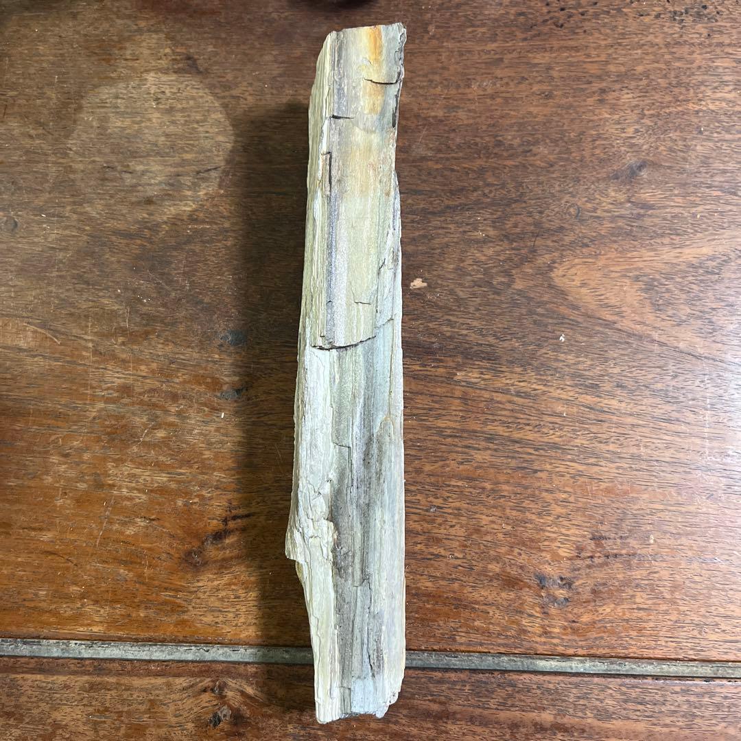 木の化石4点セット