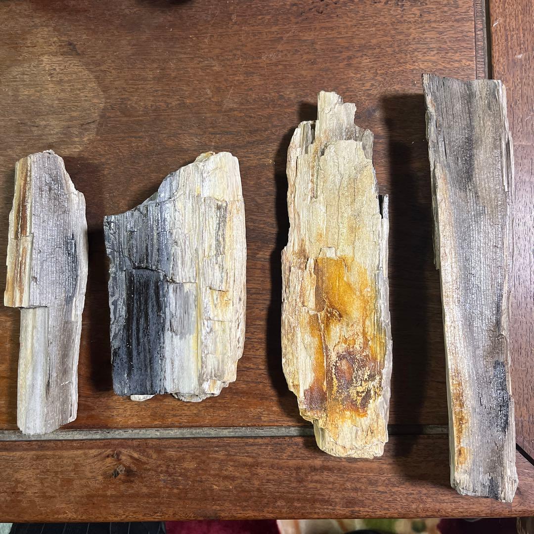 木の化石4点セット