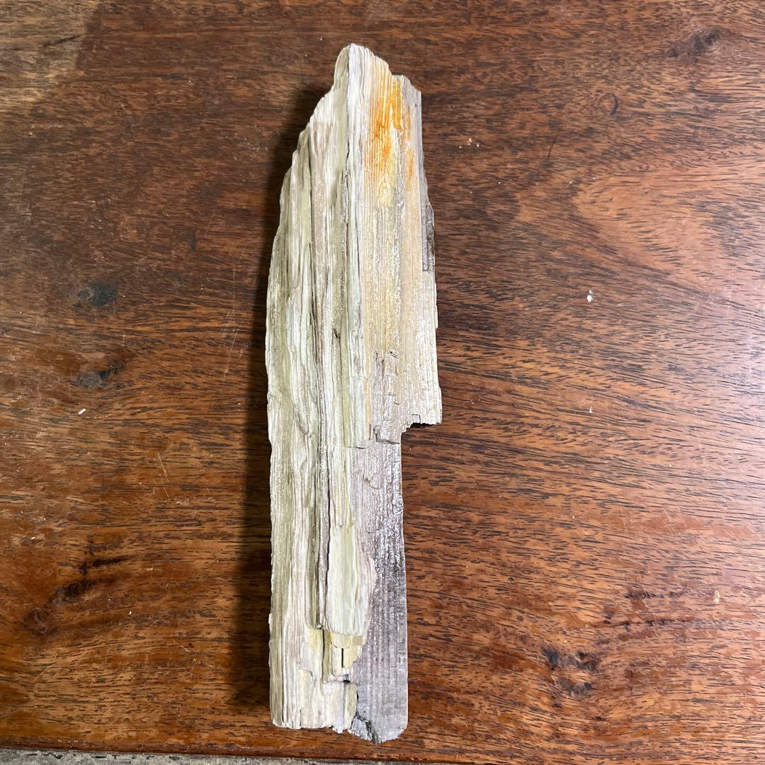 木の化石4点セット