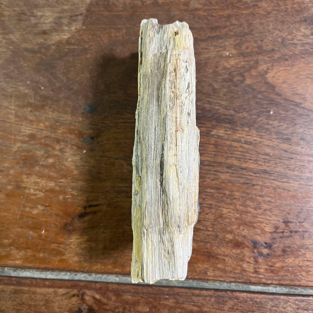 木の化石4点セット