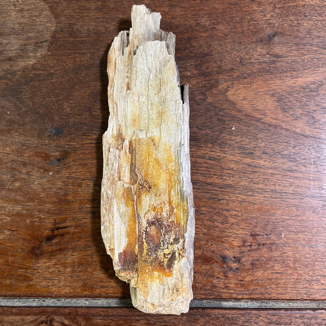 木の化石4点セット