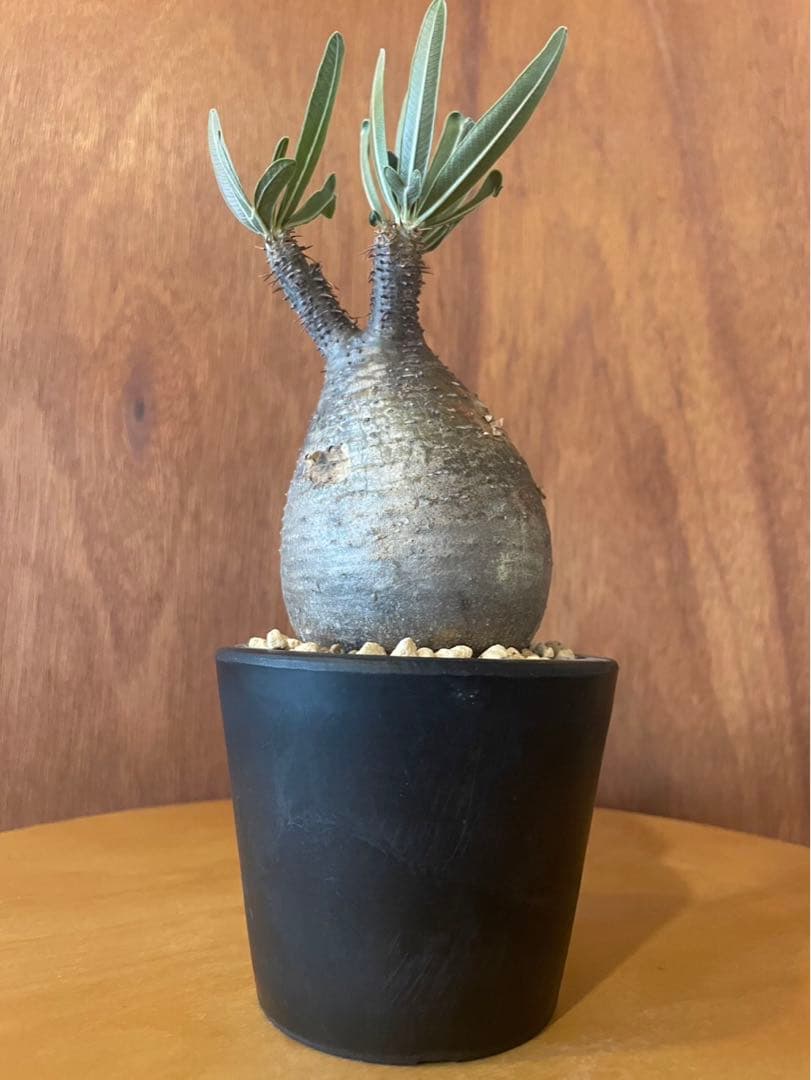 グラキリス　中　現地球　サンデルシー種子10粒プレゼント