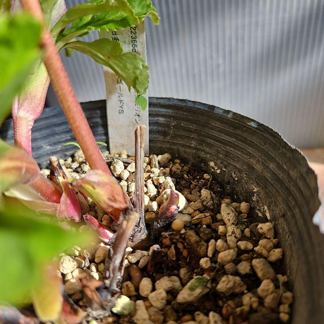 96猫様ご購入苗㉖-221㉖-230㉖-232クリスマスローズ