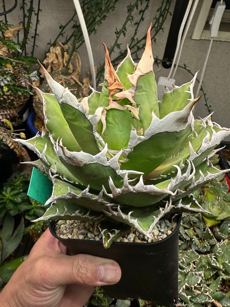 金剛子株　大株　白鯨ボールタイプ　ゴリ猫 スペシャルセット！！　メルカリ便