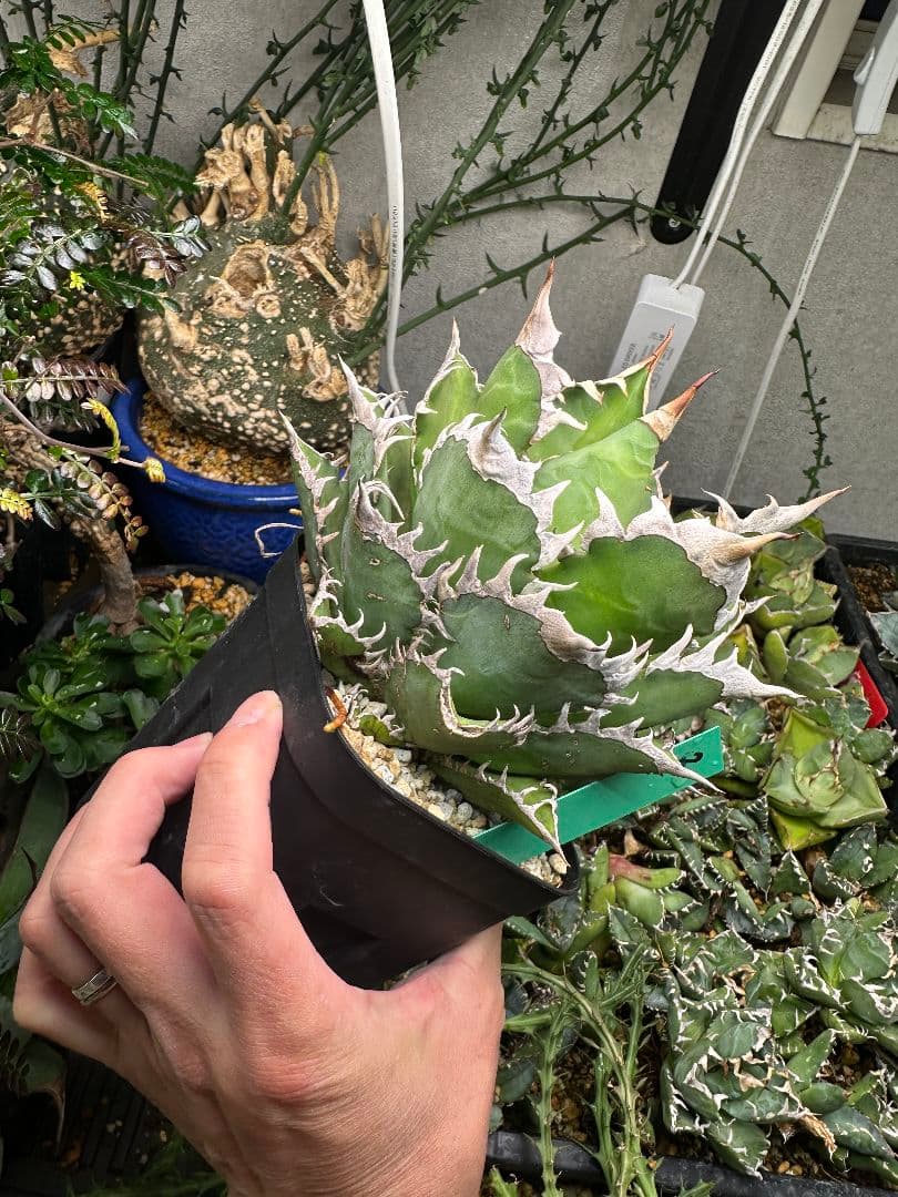 金剛子株　大株　白鯨ボールタイプ　ゴリ猫 スペシャルセット！！　メルカリ便