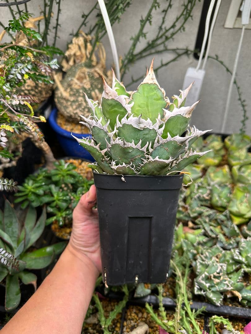 金剛子株　大株　白鯨ボールタイプ　ゴリ猫 スペシャルセット！！　メルカリ便