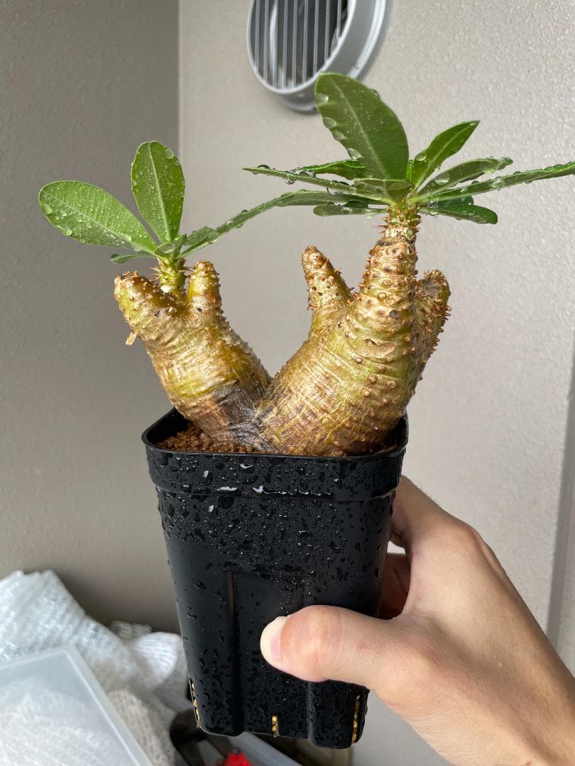 SALE【コンパクト良型】 マカイエンセ 多頭