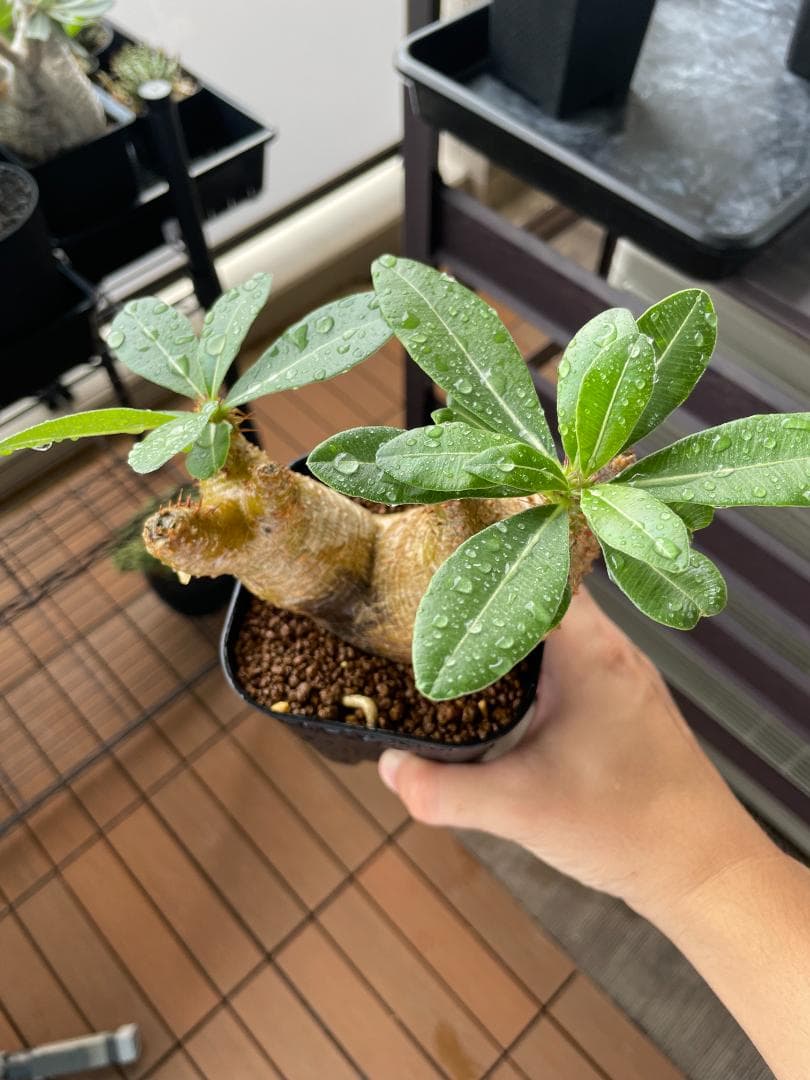 SALE【コンパクト良型】 マカイエンセ 多頭