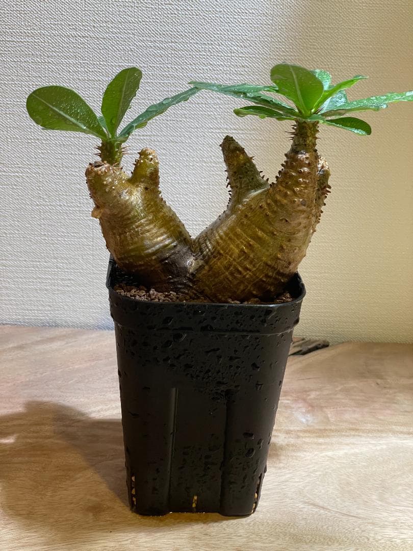 SALE【コンパクト良型】 マカイエンセ 多頭