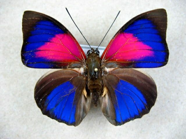 コレクションシリーズ、アグリアス、アエドン、ロドリゲッティー