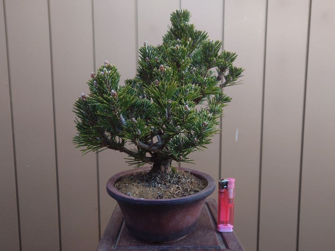 盆栽　千寿丸　黒松　樹高25cm