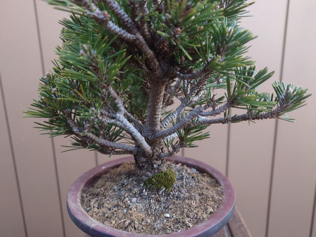 盆栽　千寿丸　黒松　樹高25cm