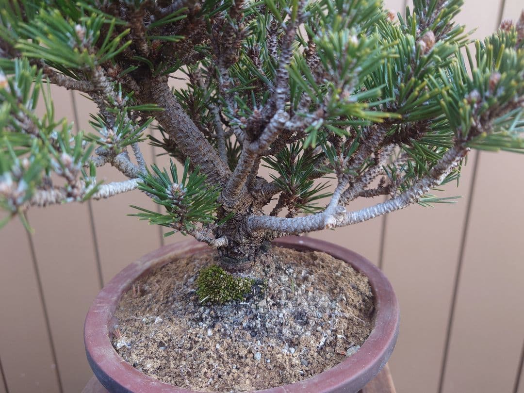 盆栽　千寿丸　黒松　樹高25cm