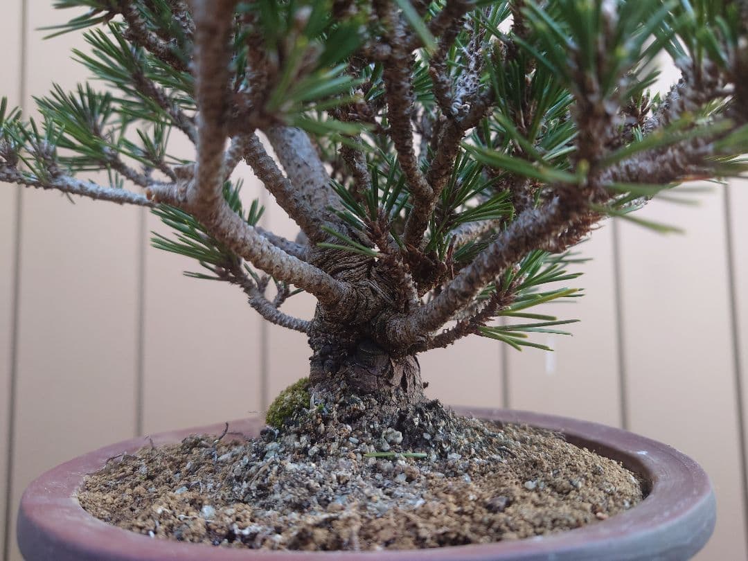 盆栽　千寿丸　黒松　樹高25cm