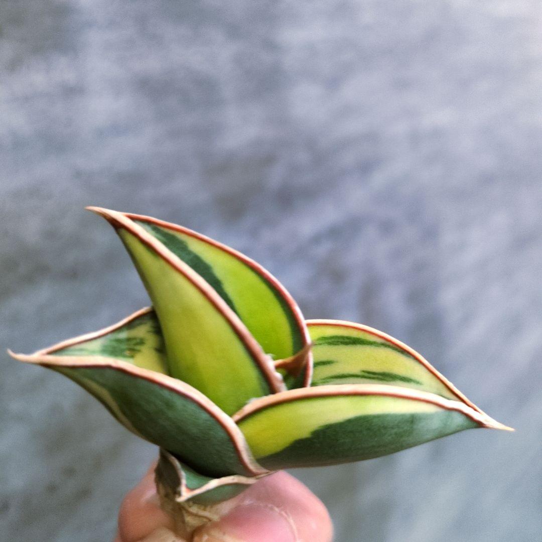 ⑧ サンスベリア　ロリダ　斑入り　多肉植物　ロリダ斑入り　ユーフォルビア