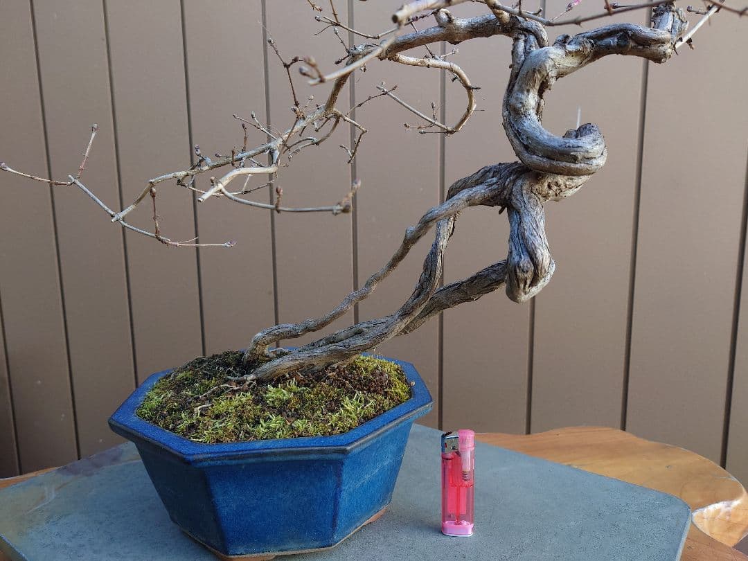 盆栽　ウグイスカグラ　樹高44cm