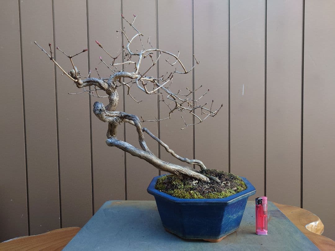 盆栽　ウグイスカグラ　樹高44cm