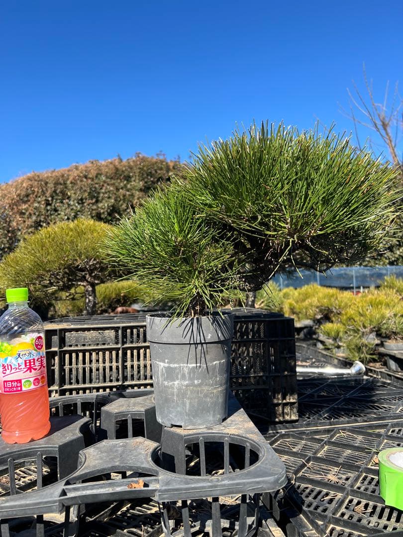 黒松盆栽　中品　格安　80
