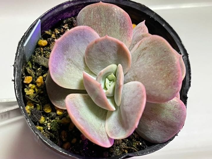 ❤️専用出品❤️ブルーサプライズ錦❤️抜き苗❤️ブルー札