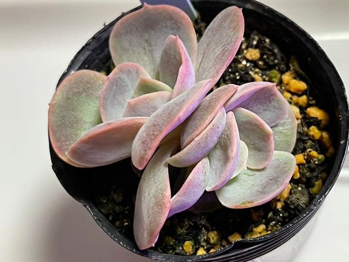 ❤️専用出品❤️ブルーサプライズ錦❤️抜き苗❤️ブルー札