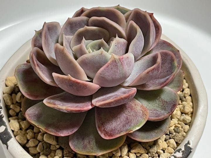 ❤️専用出品❤️ブルーサプライズ錦❤️抜き苗❤️ブルー札