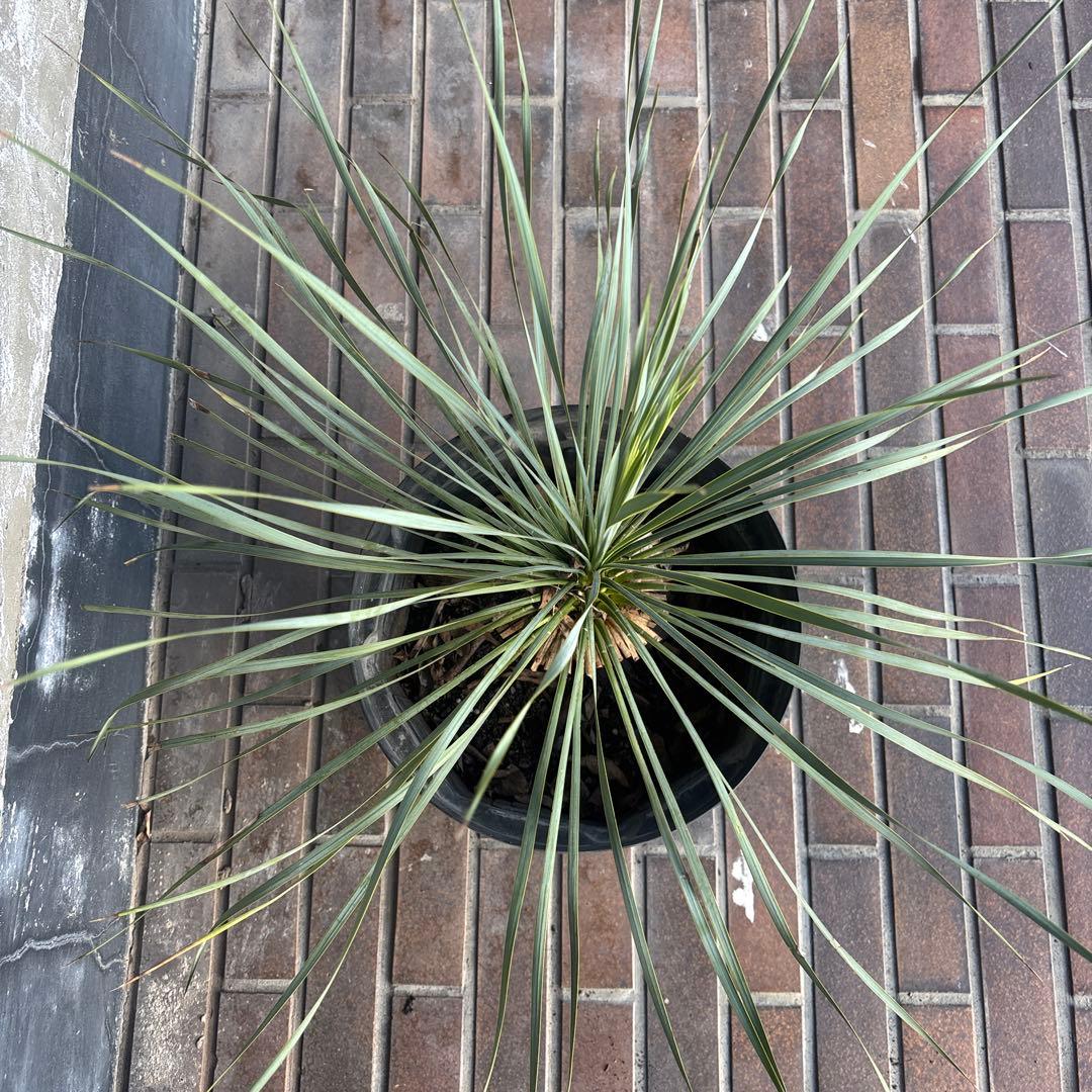 ユッカ ロストラータ　国内　実生　観葉植物 健康的な根元