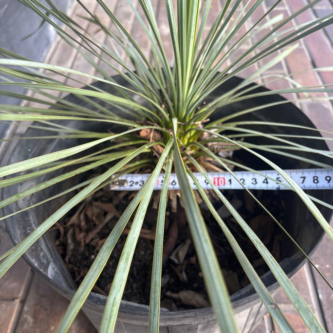 ユッカ ロストラータ　国内　実生　観葉植物 健康的な根元