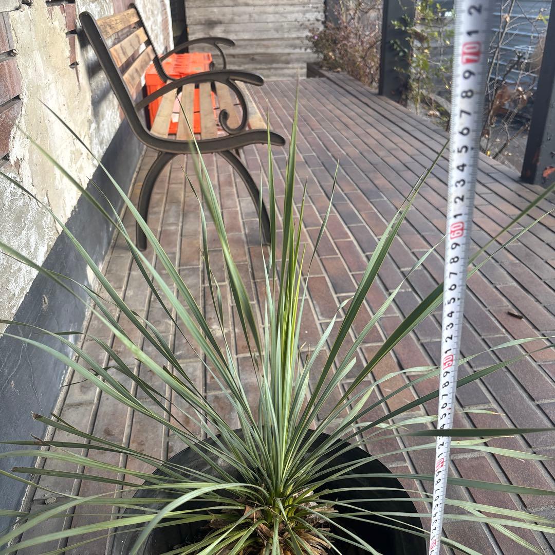 ユッカ ロストラータ　国内　実生　観葉植物 健康的な根元