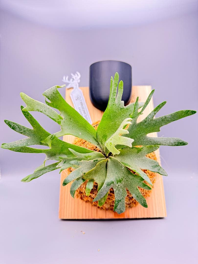 超極大+美品　ビカクシダ P.willinckii 'Jewel' spore