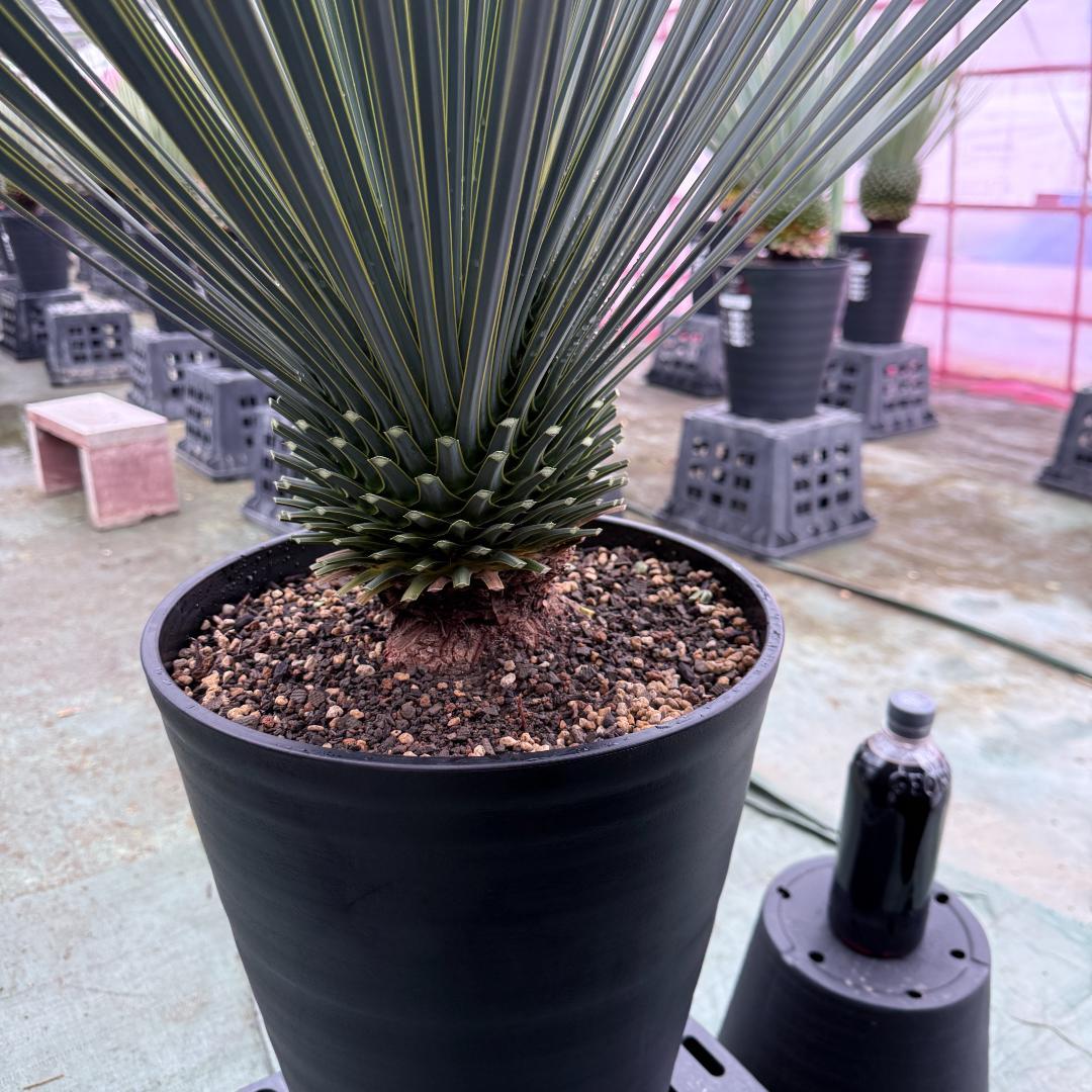 【AL1043】ユッカ　ロストラータ　ランチョブルー　数量限定販売