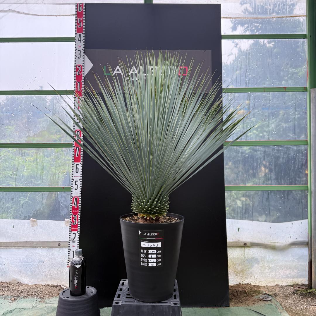 【AL1043】ユッカ　ロストラータ　ランチョブルー　数量限定販売